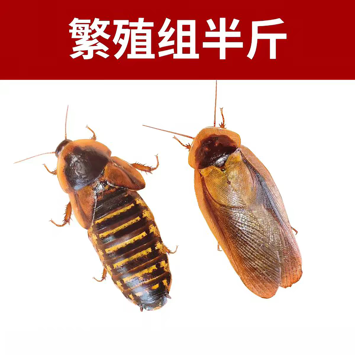 杜比亚蟑螂养殖基地