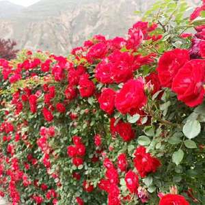 欧月藤本爬藤月季花卉