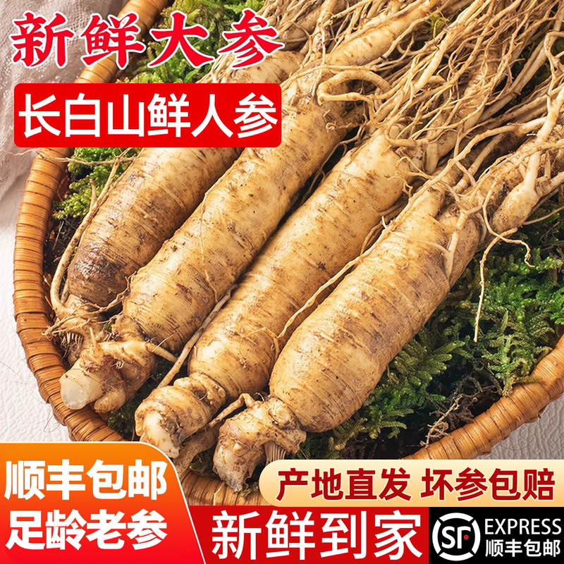 Free Shipping by Sf Express, Fresh Ginseng from Changbai Mountain, Specially Used for Making Ginseng Wine, Fresh Ginseng from Northeast China, Medicinal Ginseng 500g Free Shipping by Sf Express, Fresh Ginseng from Changbai Mountain, Specially Used for Making Ginseng Wine, Fresh Ginseng from Northeast China, Medicinal Ginseng 500g