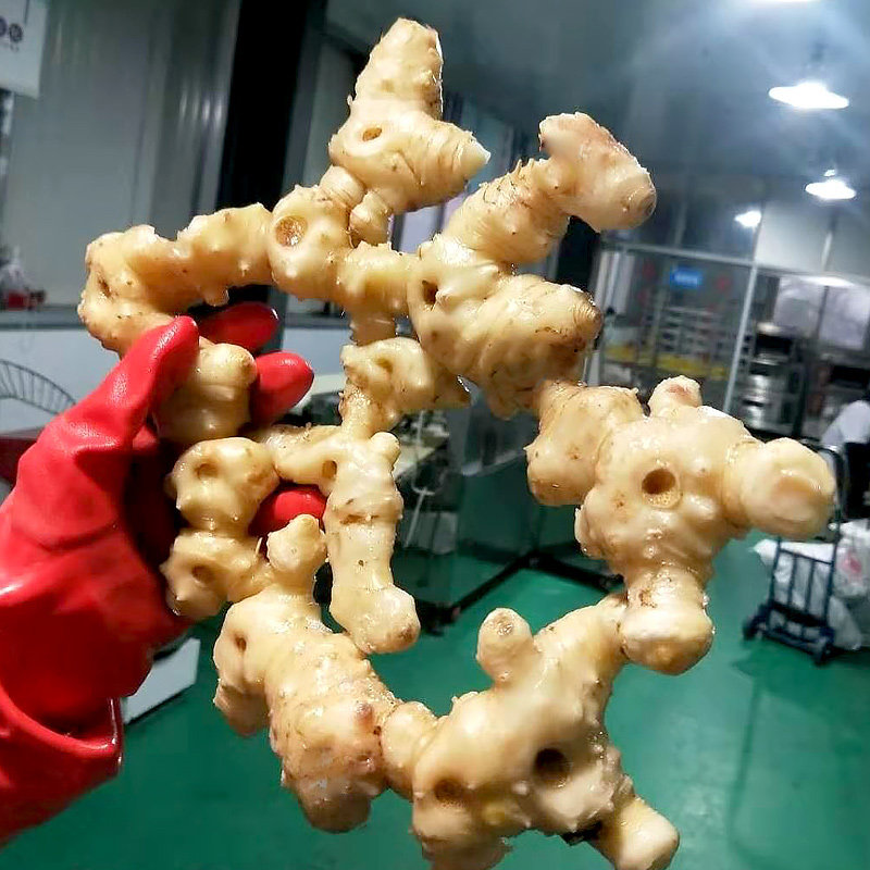 15-20 years Jiuhuashan specialty first-class wild Dizang Huangjing dried Chinese herbal medicine dry goods bubble wine soup 500g