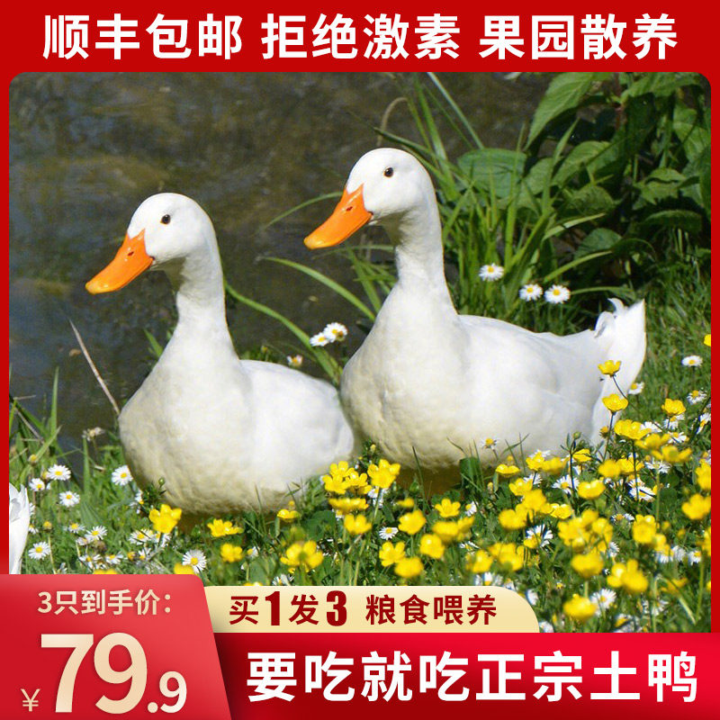 依禾农庄  散养土鸭子 2斤*3只 天猫优惠券折后￥59.9包邮（￥79.9-20）