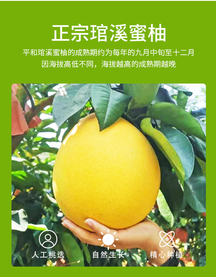 福建平和琯溪 红心柚子 净重4.5斤 2个 图7
