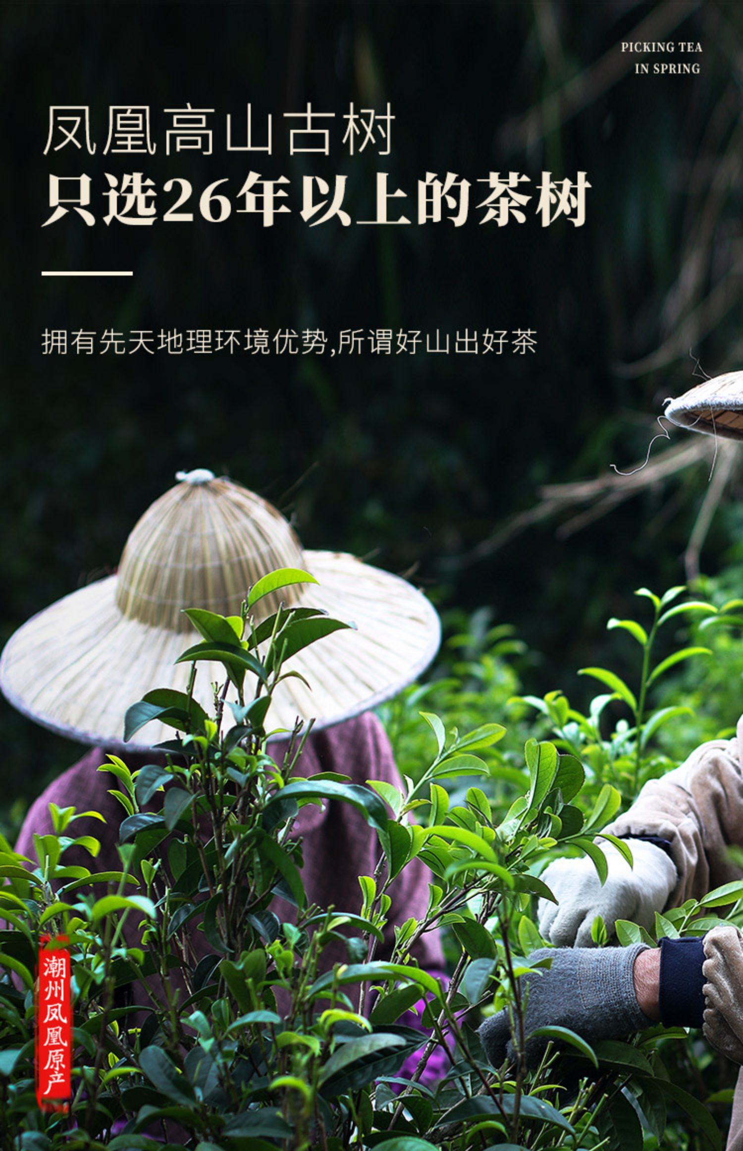 凤凰单枞鸭屎香潮州乌龙茶单丛茶叶