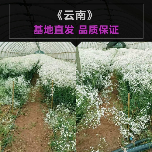 Полный Tianshan Dry Flower Букет настоящие цветы цветочные цветочные украшения украшения маленький свежий воздух сухой ваза