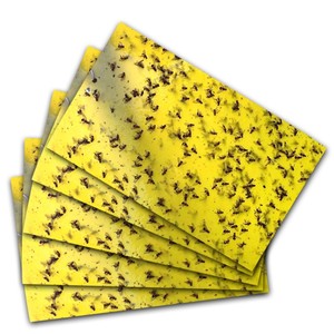 5张双面粘虫板防水防晒诱虫板