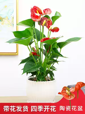 火鶴花火鶴鴻運當頭綠植花卉盆栽辦公室內外水培植物客廳臥室吸甲醛