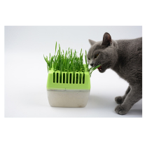 Soilless cultivation cat snacks cat grass seed hydropony cat grass rush up to hair ball green suit