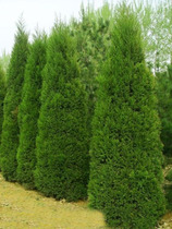 Pagoda Pine and Cypress Saplings Cemetery Arborvitae and Hinoki Cypress Saplings Four Seasons Green Pagoda Pine and Long Cypress Juniper Saplings Qingming Greening