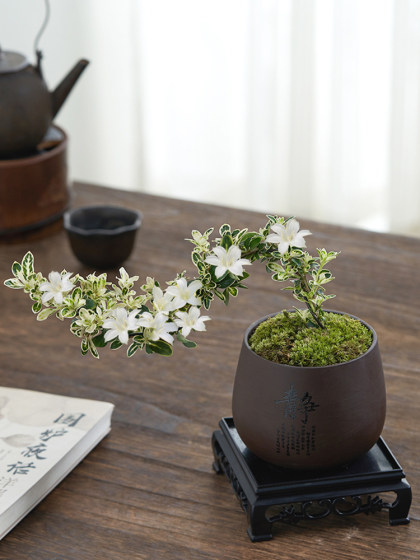 六月雪盆景悬崖红花茶桌禅意室内窗台小绿植物办公室茶几桌面盆栽