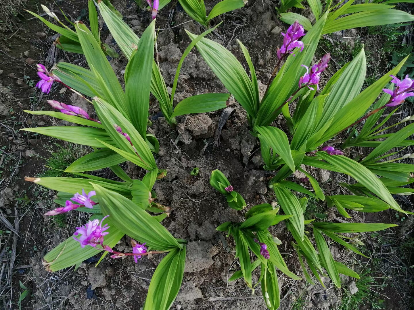 正宗紫花三叉白芨与鲜竹沥：高海拔基地的中药材种苗新贵-药材种子-淘宝百科网