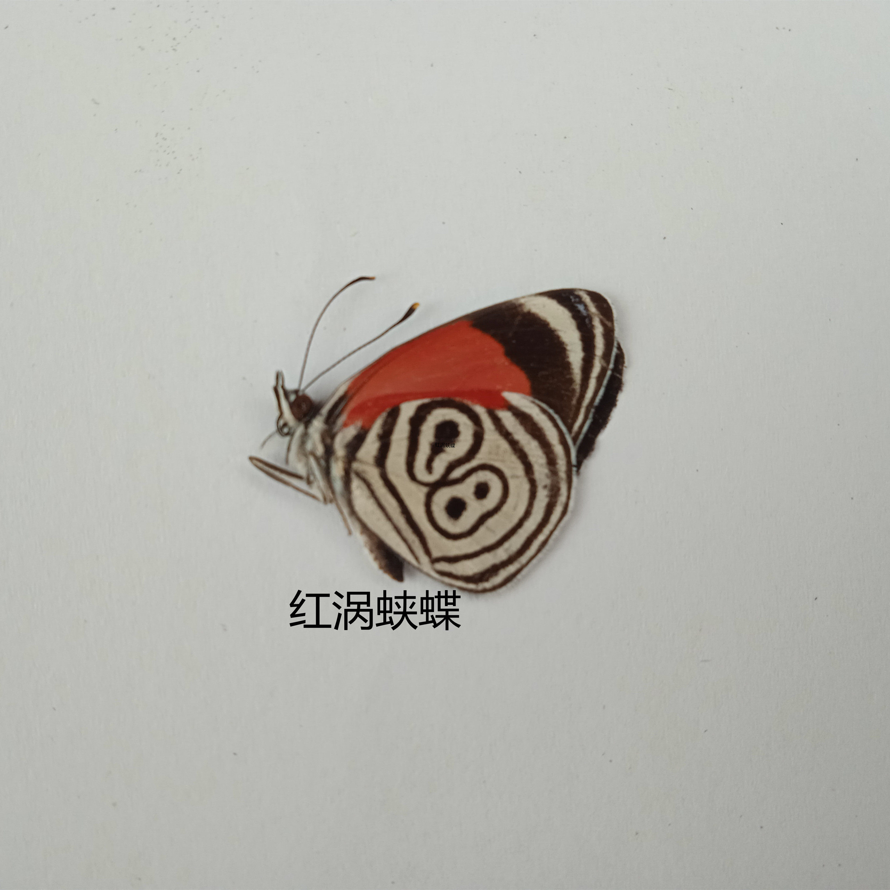 红涡蛱蝶 Diaethria clymena 蝴蝶标本 产地秘鲁014