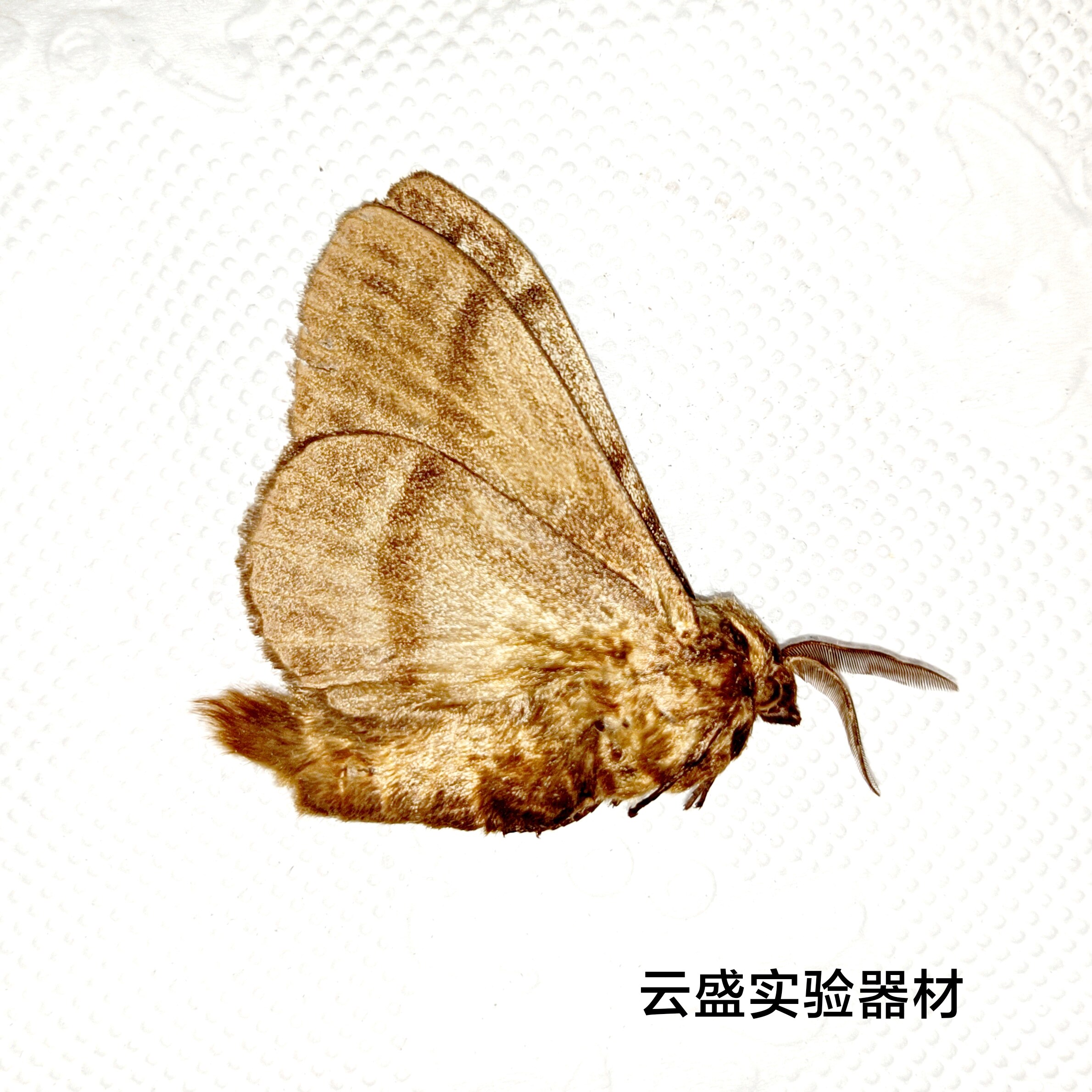 小蚕蛾 蛾类标本 未展翅飞蛾 鳞翅目 产地黑龙江 037