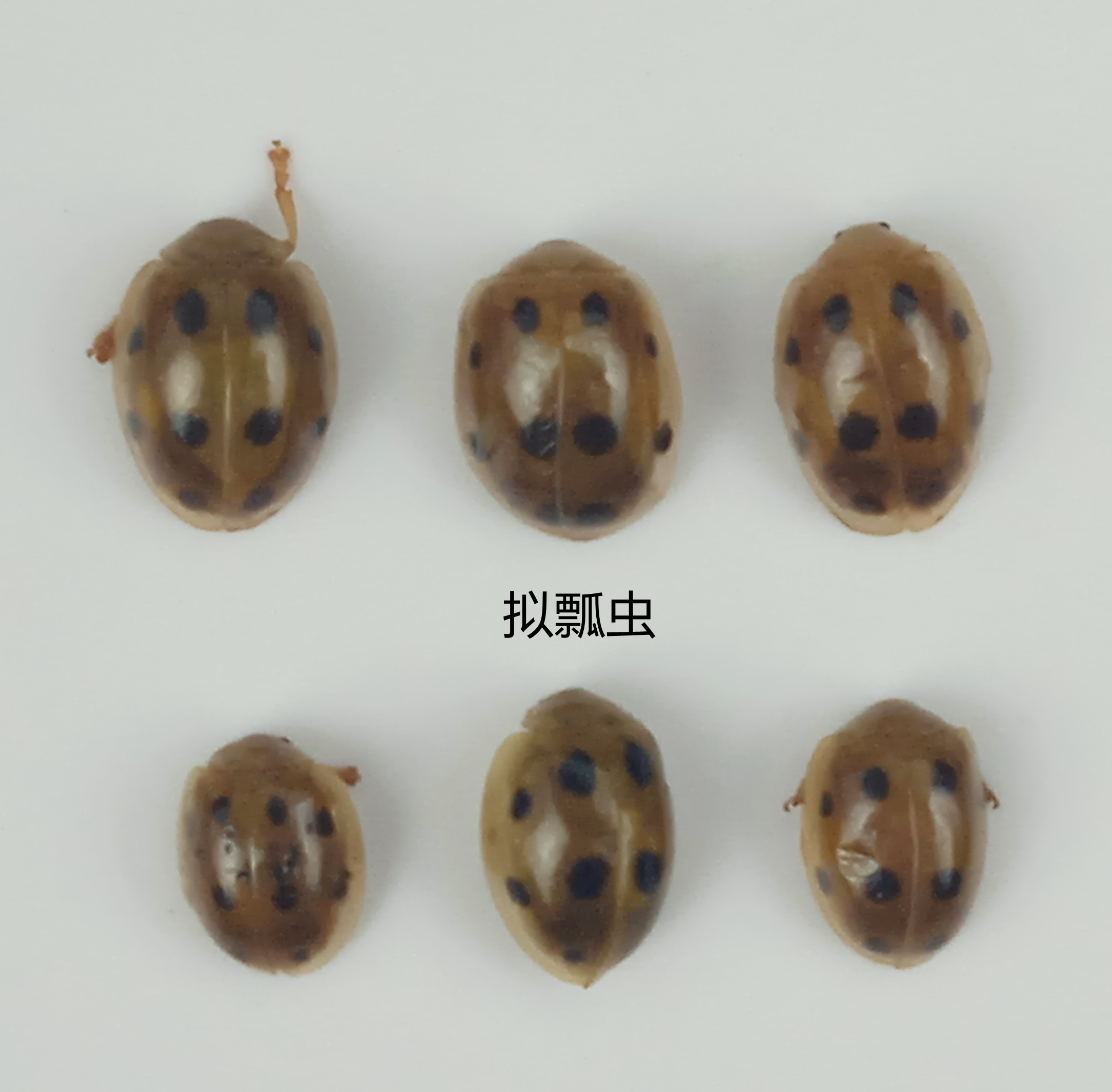 拟瓢虫标本 叶甲 湿虫未整姿    昆虫标本约1CM  产地广西  119