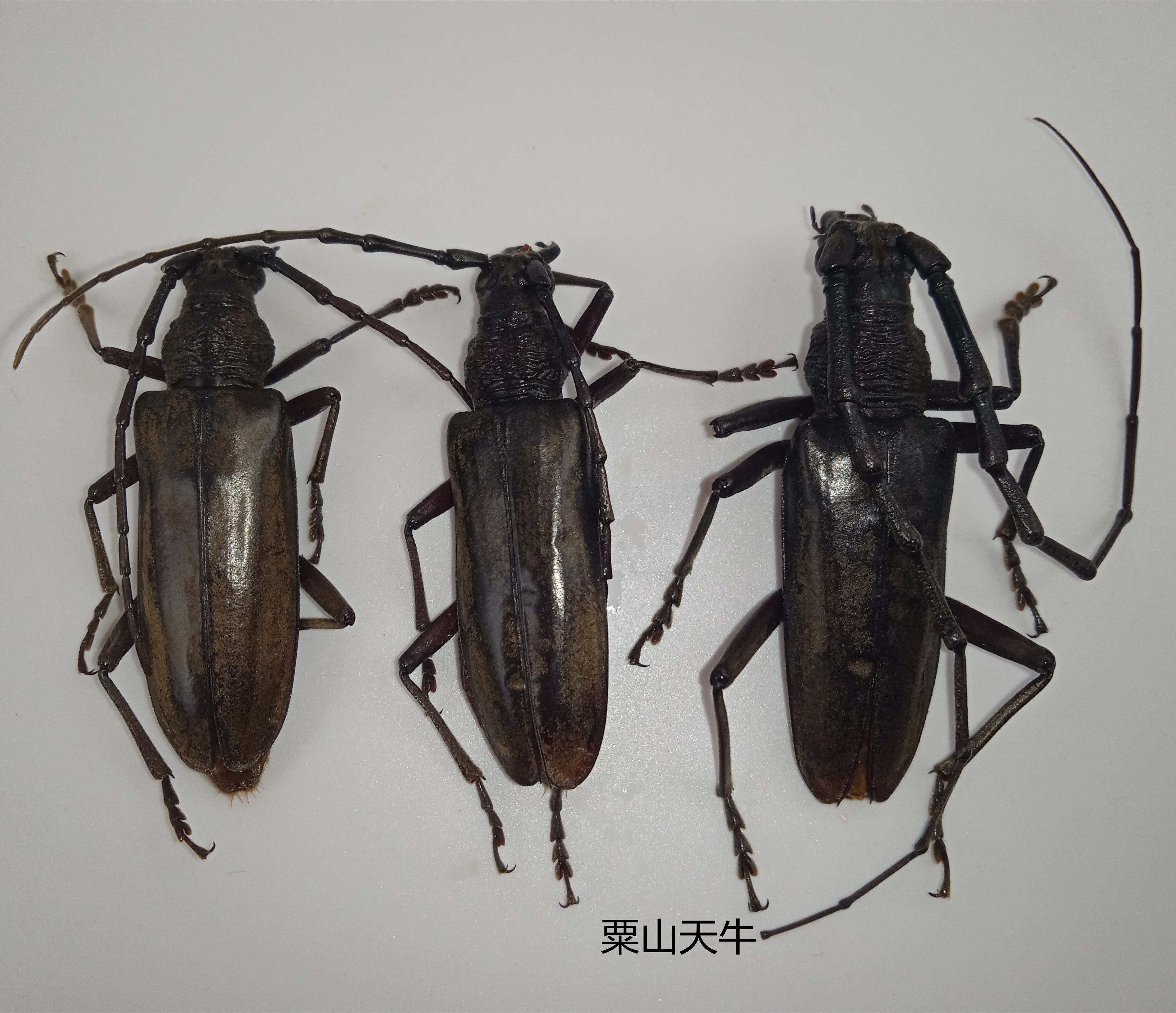 粟山天牛 昆虫标本 产地 广西 118