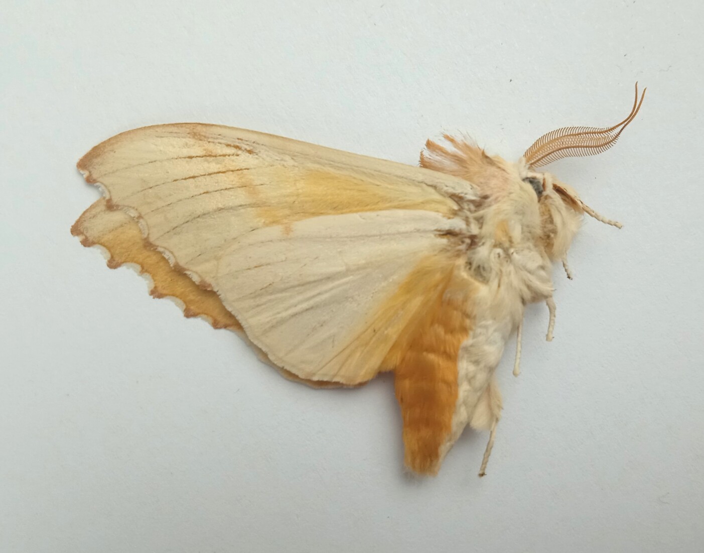 蛾类标本 未展翅飞蛾 鳞翅目 产地黑龙江 050 展翅后约6/7cm