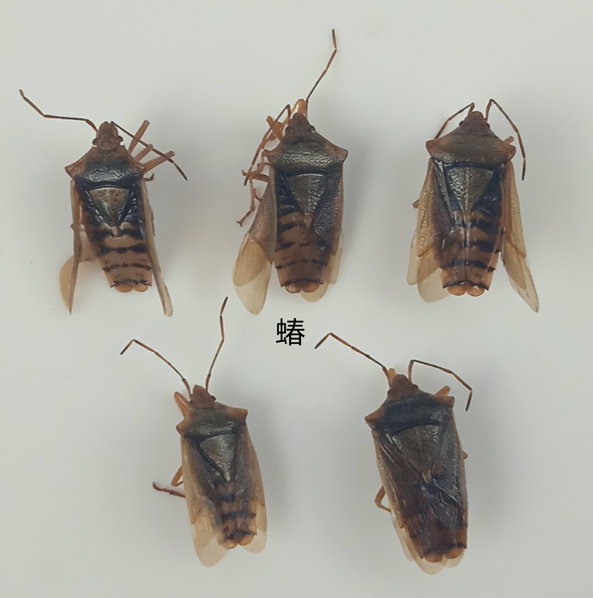 蝽标本  昆虫标本 产地黑龙江省 119