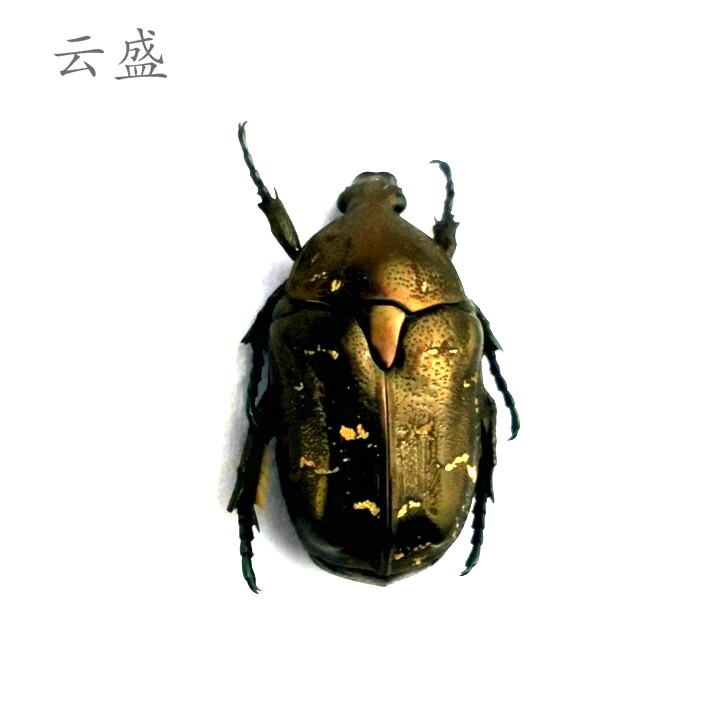 白星花金龟标本 湿虫 未整姿  昆虫标本约2CM  产地河南 090