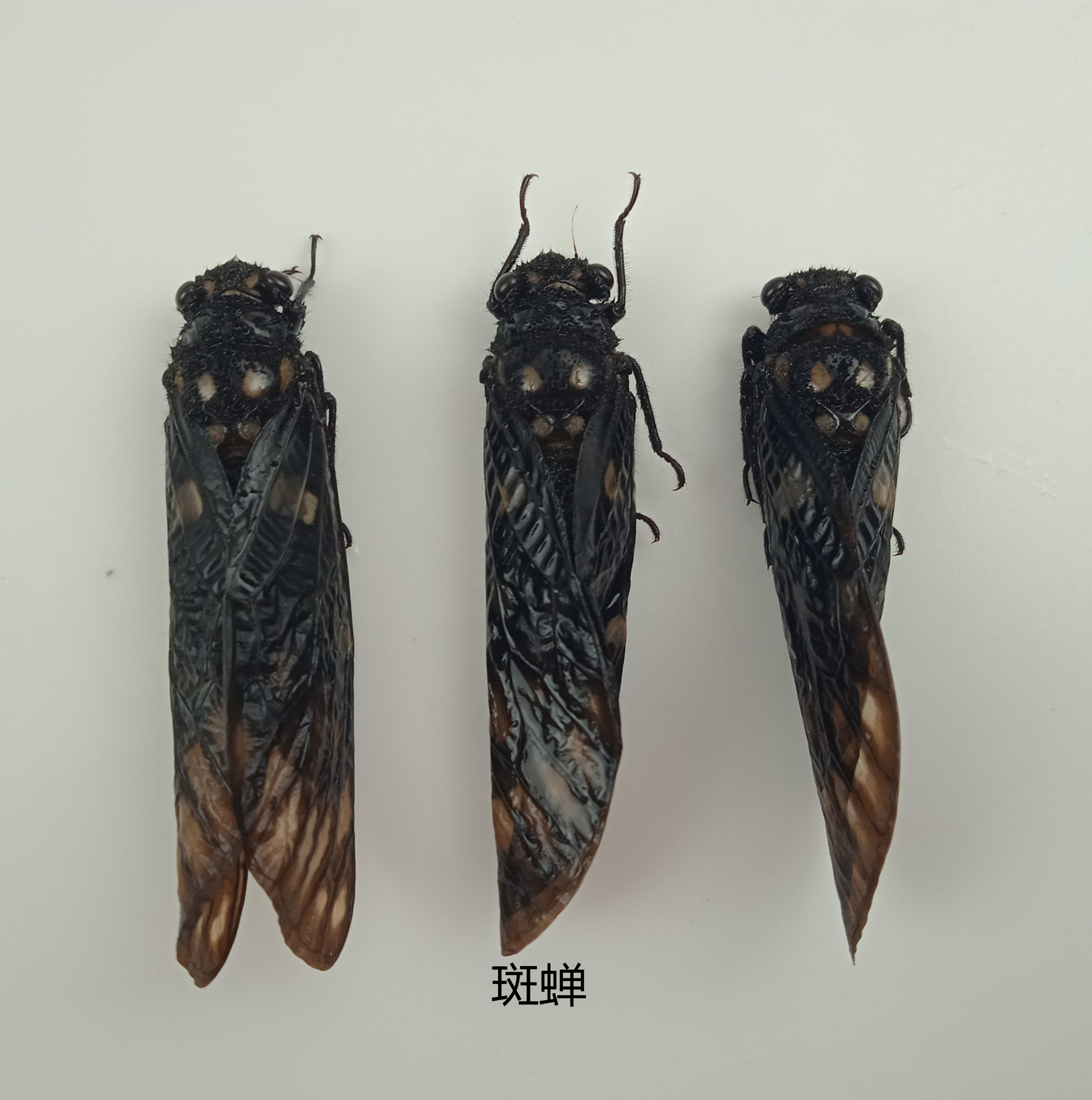 斑蝉标本 Gaeana maculata 昆虫标本 产地广西 114