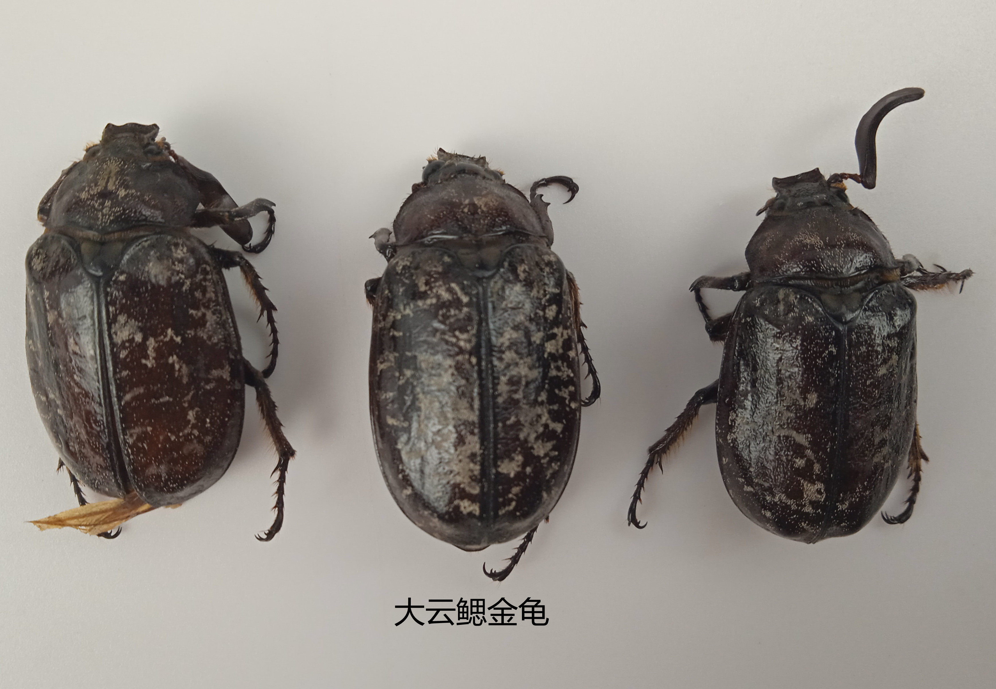 大云鳃金龟 Polyphylla laticollis Lewis 昆虫标本产地黑龙江117