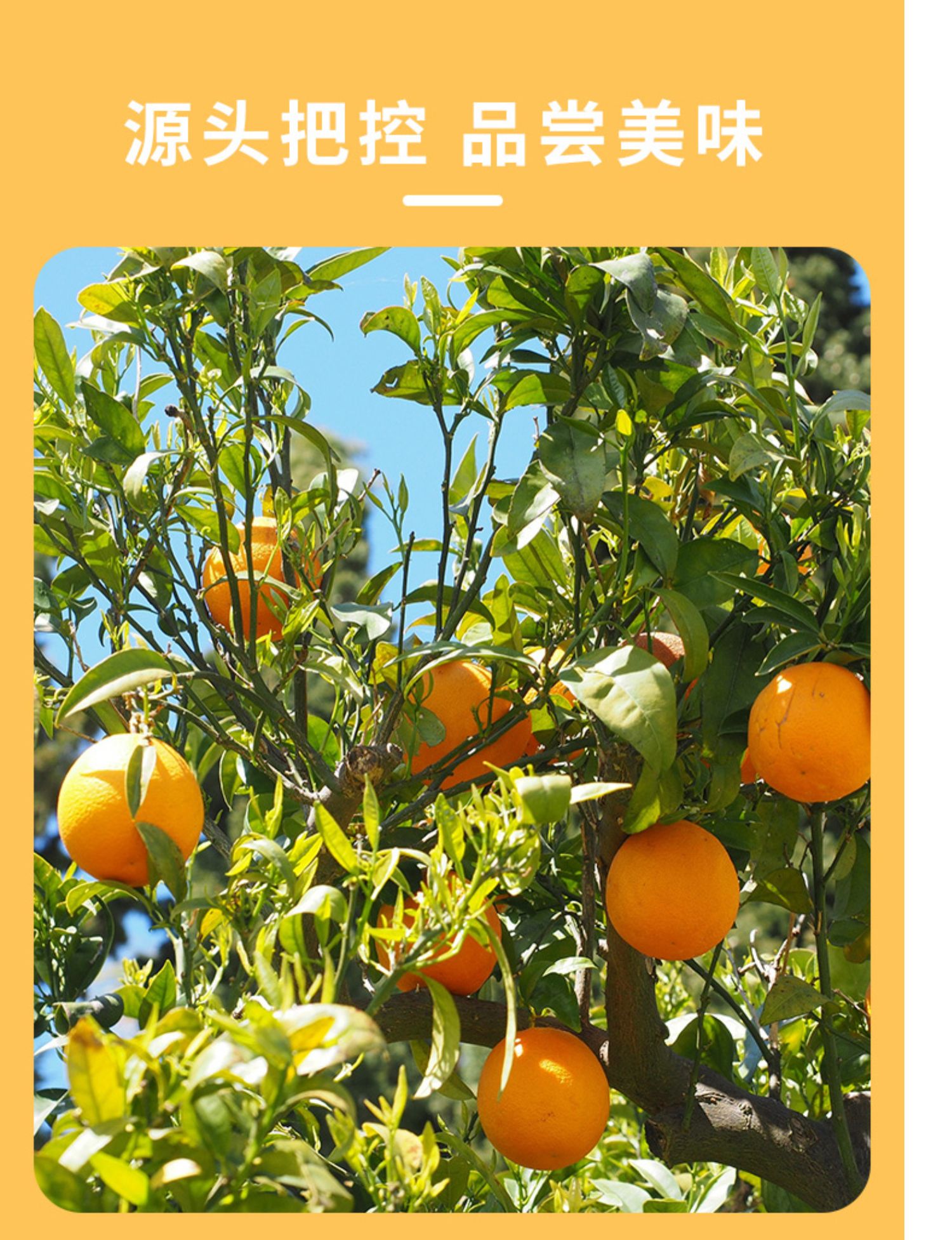 【凸凸水果】果冻橙新鲜水果橙子5斤