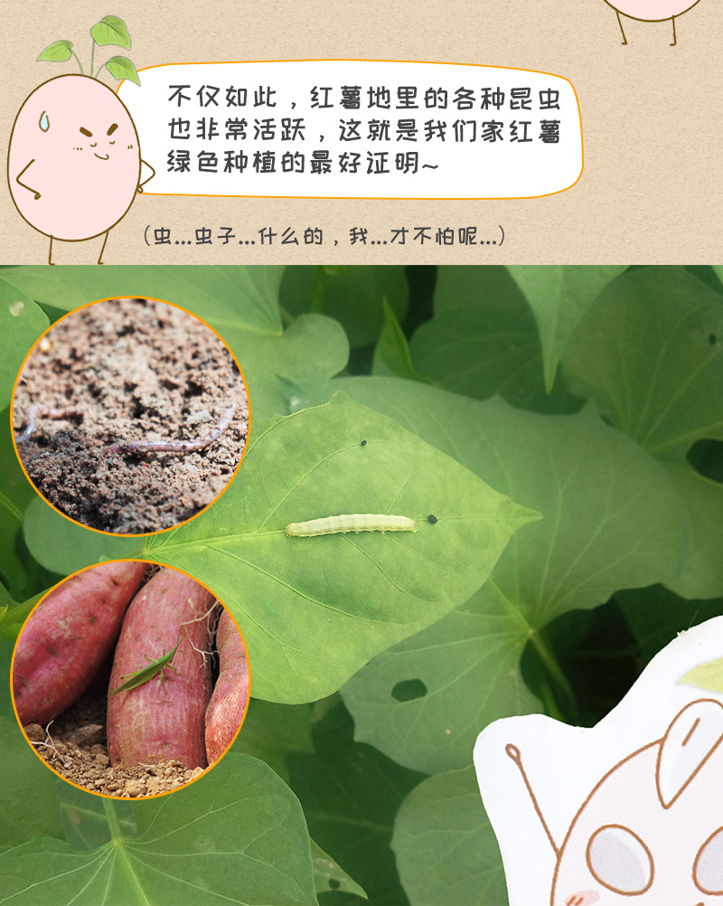 山东二蛋家红心蜜薯5斤