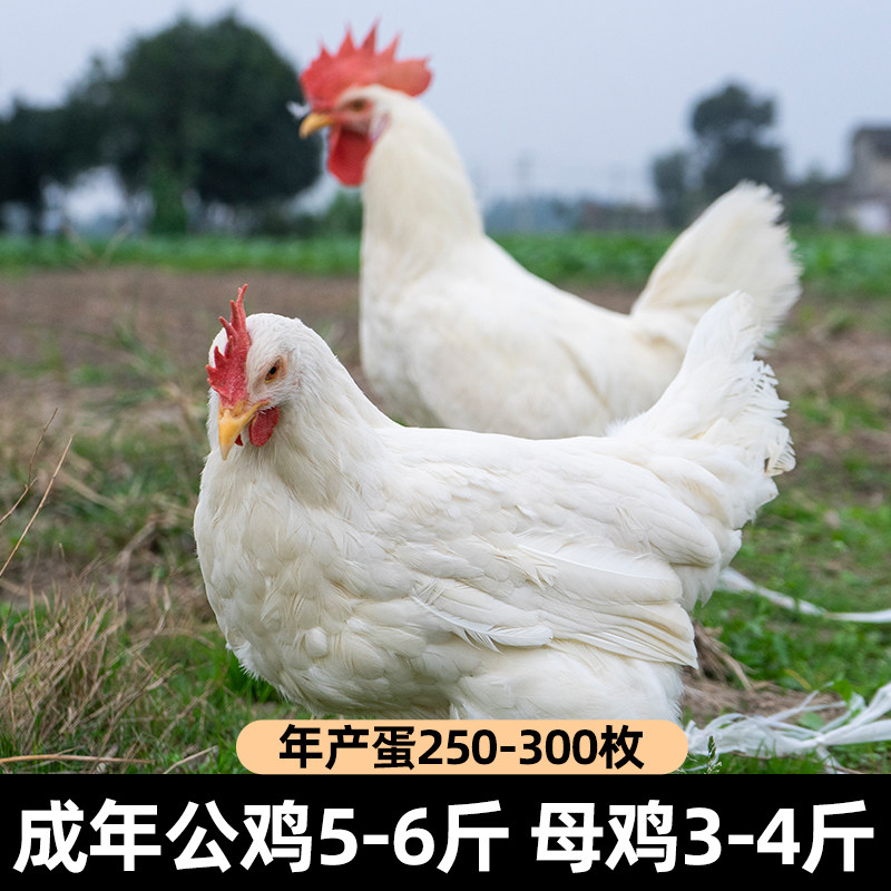 种蛋大揭秘:白来航鸡 vs 海兰白,谁才是孵化冠军?-鸡苗-淘宝百科网