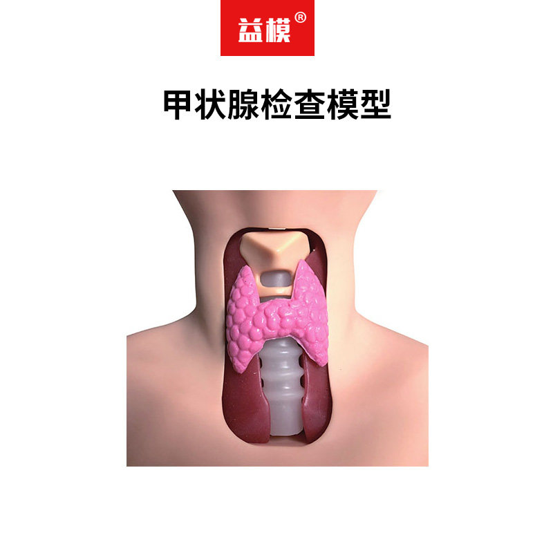 益模  甲状腺检查模型 颈部甲状腺检查模拟人