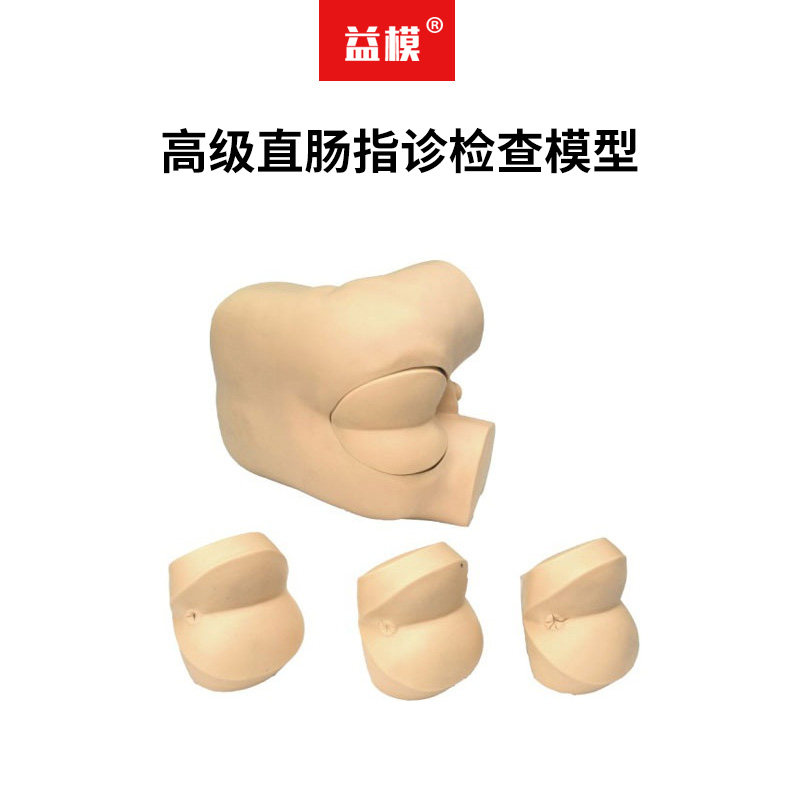 益模   LV39高级直肠指诊检查模型 示教模型直肠检查模型前列腺触诊训练模型