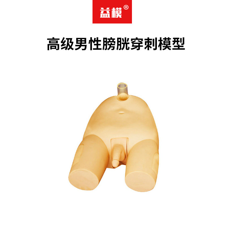 益模 高级男性膀胱穿刺模型 反复多次穿刺训练骨性标志明显男性导尿术膀胱冲洗穿刺操作模型