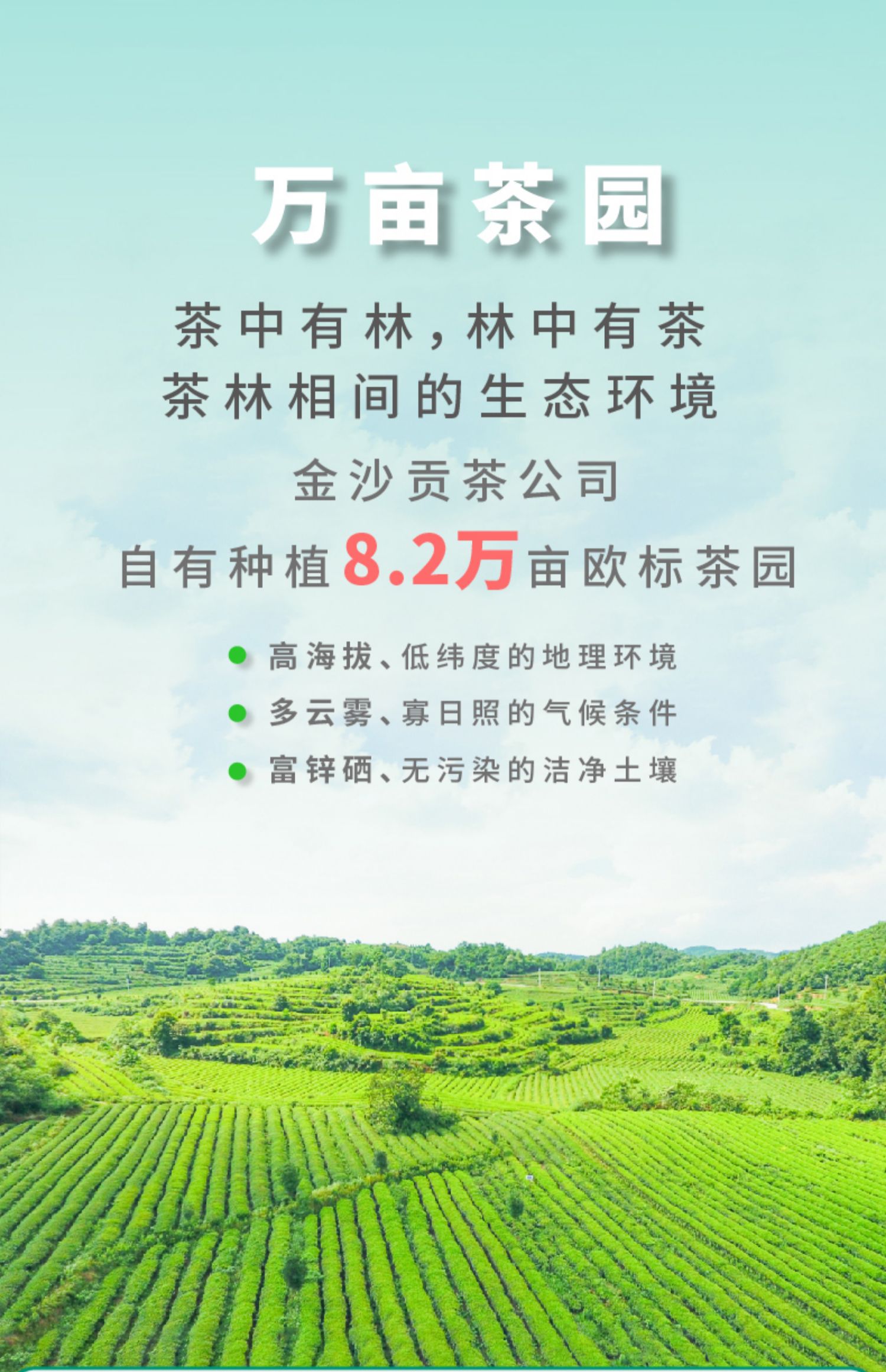 【100g绿茶】黔顶金沙贡茶绿茶茶叶春茶