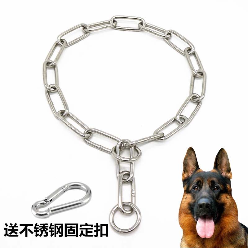 Dog collar stainless steel p-chain De Pastor Rowena Golden Hair Medium Dog Training Dog Control Dog chain neck