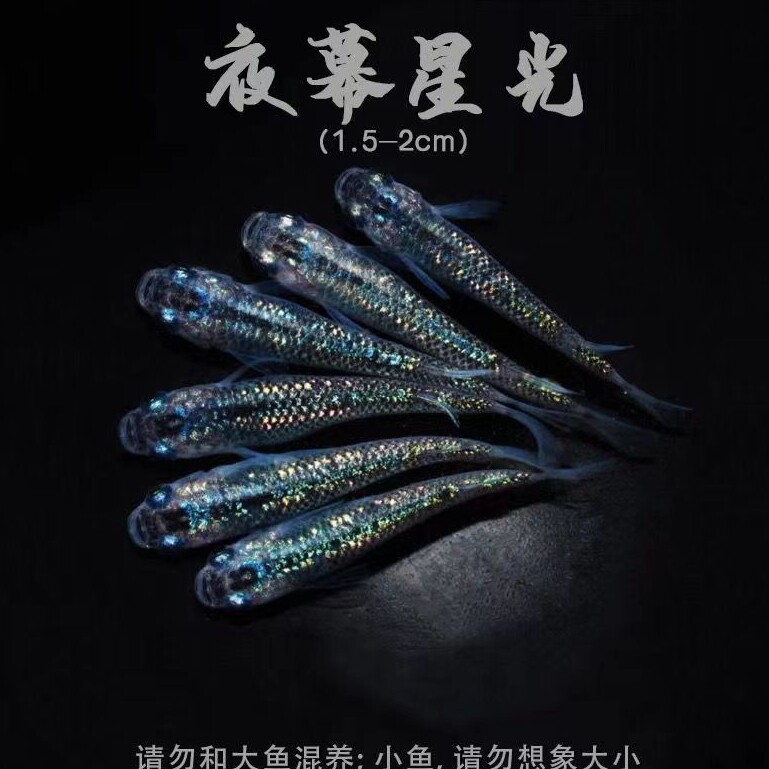 玥玥水族