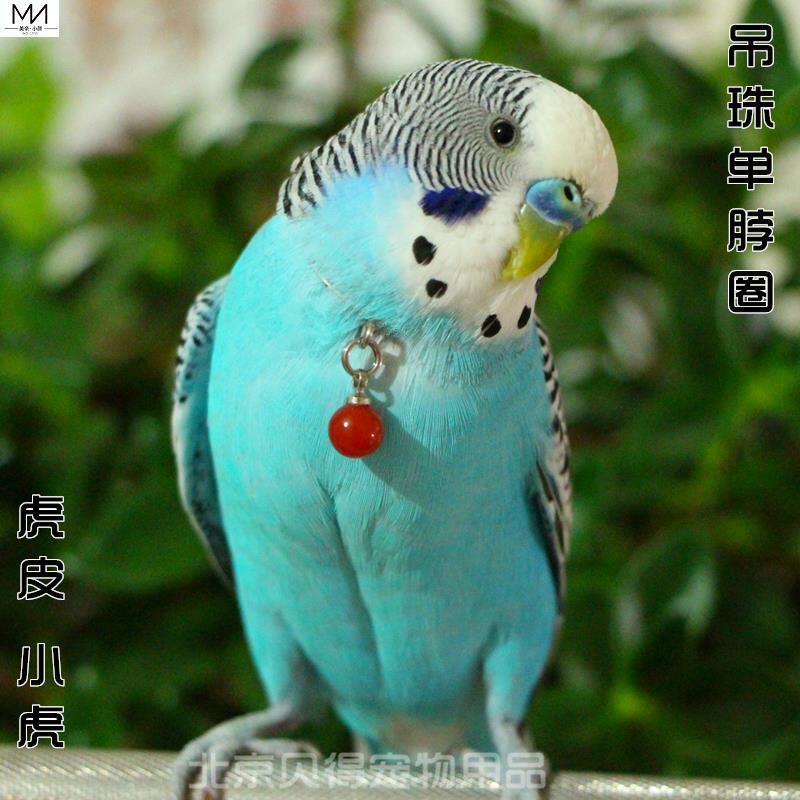 Neck chain for bird training bird rope neck set rope parrot neck set chain ankle chain tiger skin peony Xuanfeng little sun original innovation