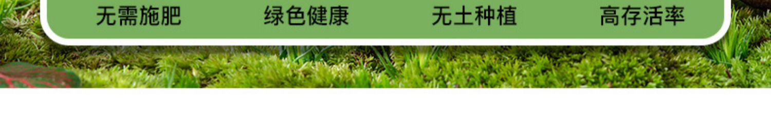 【2盒装】悟空小将蘑菇种植包2kg