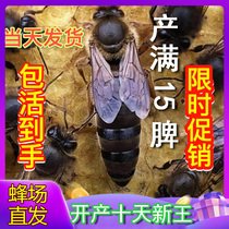 Central honey bee king seed Wang tubeehiwei New production Wang Sichuan Arba spawning king quality Guangxi Branch female bee king