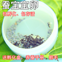 Plowing and strict selection of students to raise silkworms Eggs Seeds White Living Spring Silkworms Natural Colorful Silkworm Egg knot colored cocoon