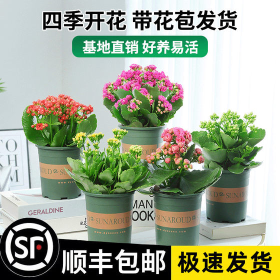 Longevity flower potted double-petal golden fox big flower with bud flower seedling four seasons indoor flowering and easy-to-raise flower plants