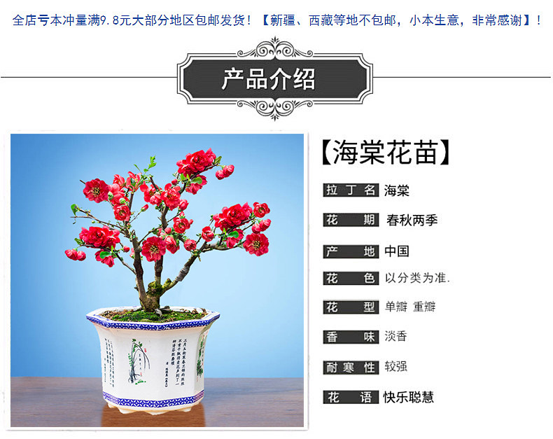 海棠花盆栽树苗 图1