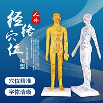 Human Acupoint Meridian Model Human lettering ultra-clear male and female human body model Traditional Chinese medicine bronze man acupuncture acupoint model