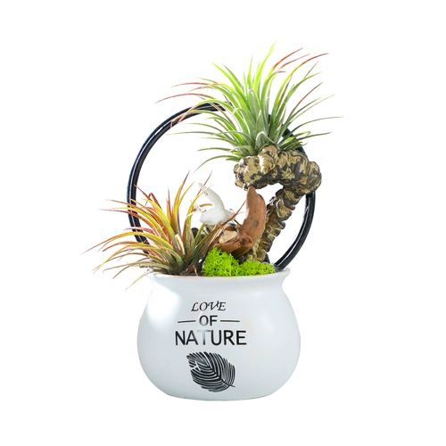 Воздушные ананасы Красные эльфы, выращивание без земли Лениво горшечное растение новинка завода Офис офис настольный столик