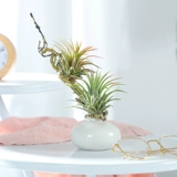 Воздушные ананасы Красные эльфы, выращивание без земли Лениво горшечное растение новинка завода Офис офис настольный столик