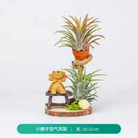 Атмосферный ананас Little Lion (отгрузка готового продукта)