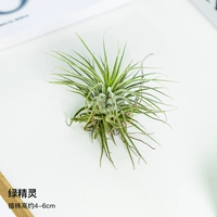 Зеленые эльфы