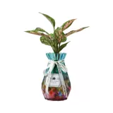 Гидропонная новая домашняя утиная утка