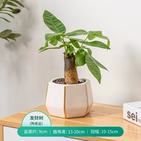 Единое растение деревья+шестиугольный вертикальный бассейн Phnom Penh (белый)