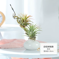 Белые загар филиалы (продукты доставки)