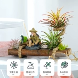 Воздушные ананасы Красные эльфы, выращивание без земли Лениво горшечное растение новинка завода Офис офис настольный столик