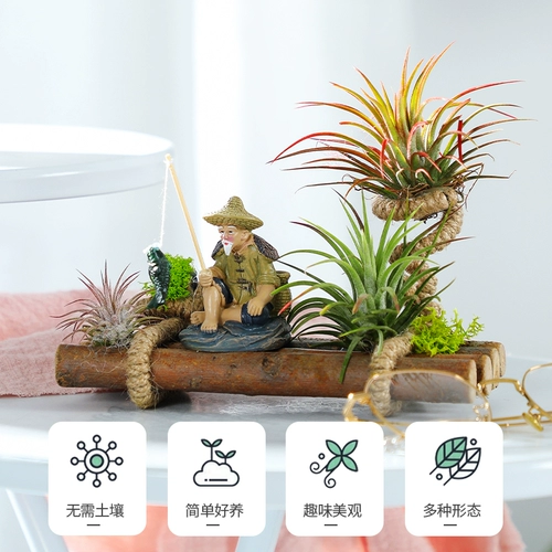 Воздушные ананасы Красные эльфы, выращивание без земли Лениво горшечное растение новинка завода Офис офис настольный столик