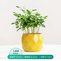 Jiuli xiang+синий и желтый клык Ge Макарон (средний) горшок/ананас желтый горшок