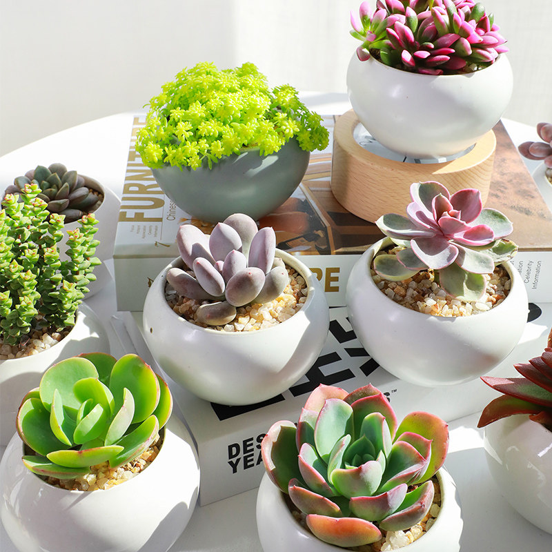 多肉植物的价格 多肉植物的优惠券 多肉植物十大排行榜 多肉植物 淘宝哪家好 三月八丨发现今日什么值得买 比惠惠购物助手 慢慢买比价网 北美省钱快报 没得比 逛丢网更快更及时的网购推荐分享sanyueba Com